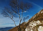 33 Betulle con panorama